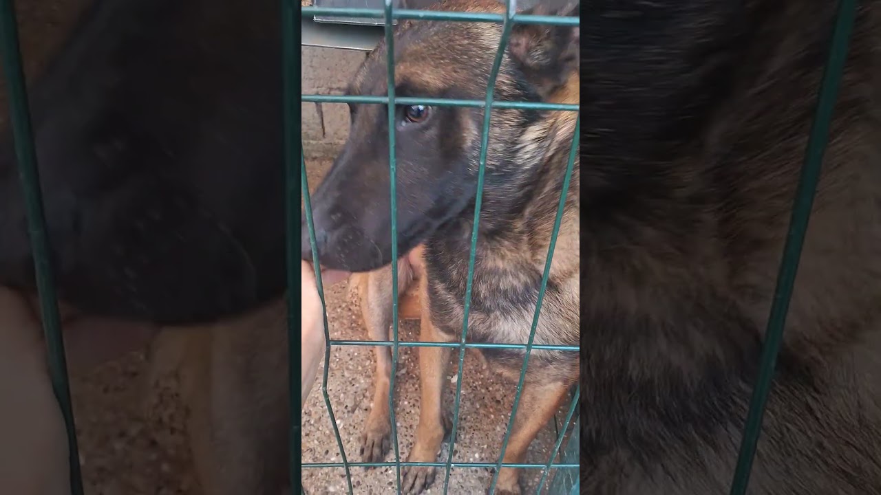 The dog is looking for a friend. 