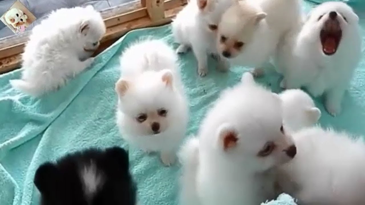 かわいい赤ちゃん犬 赤ちゃんかわいい白い犬 Youtube