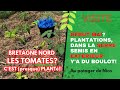 En mai, potager en Bretagne, les tomates sont presque toutes en place, semis et plantation à gogo!