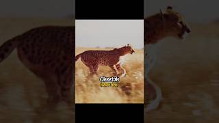 Human vs fastest creatures on earth 😰#earth #shortsfeed #human