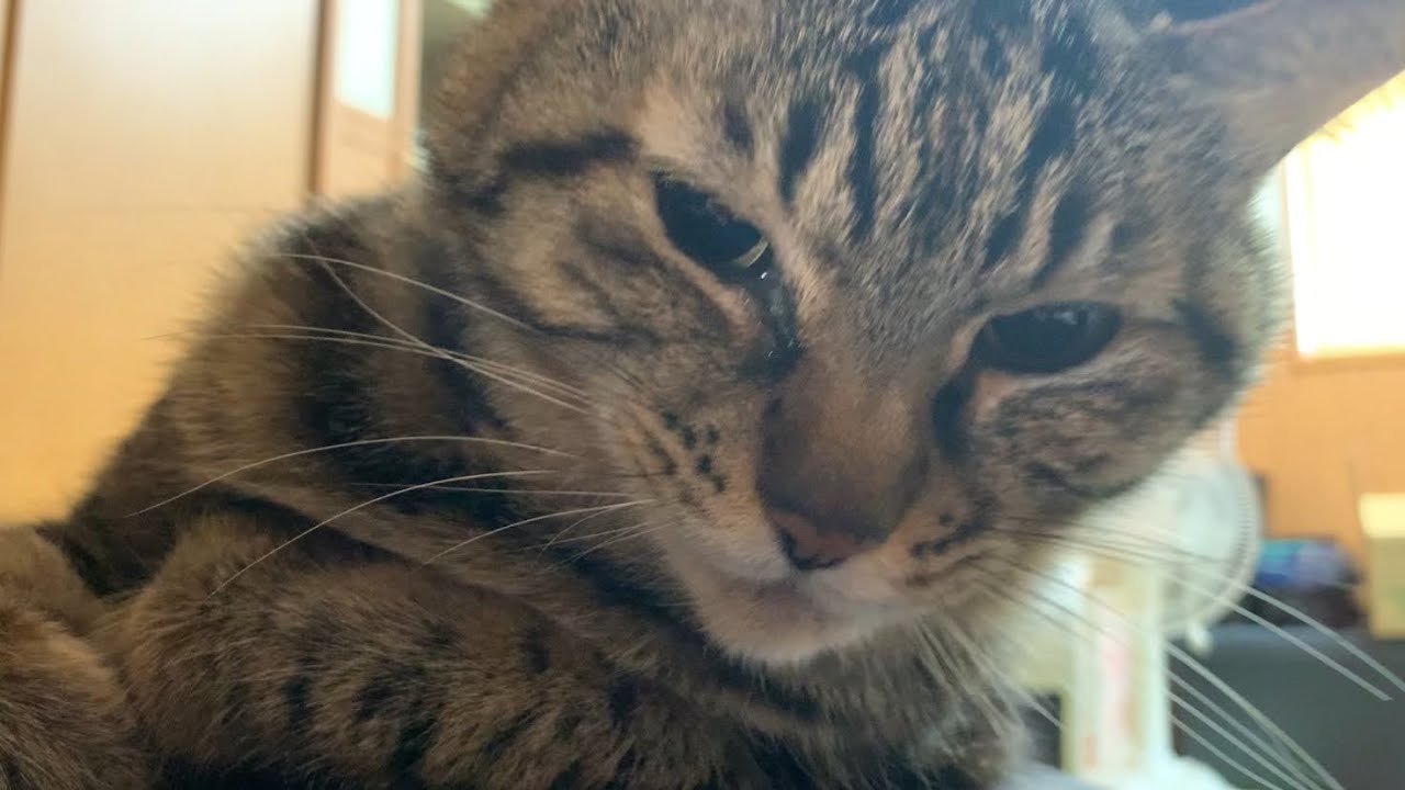 【猫】横になっていると休みにくる者