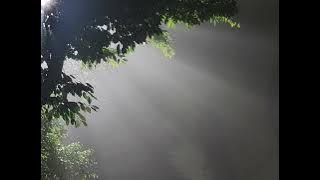 Laurie Darmon - L'exil