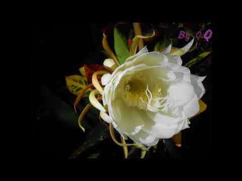 Video Hạt Mưa Buồn - Quang Dũng [ hình ảnh Hoa Quỳnh] - youtube