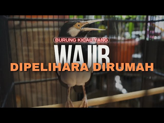 3 Burung Kicau yang Wajib Dipelihara Dirumah class=