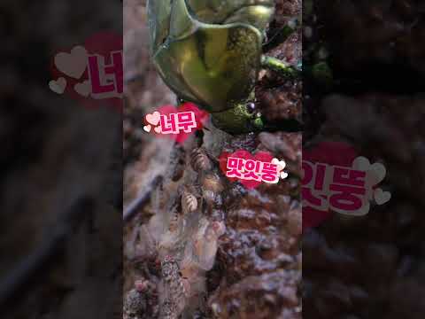 곤충과 친구 되어 참나무 <strong>수액</strong> 맛 보기 #shorts