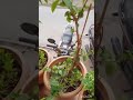 Plants plantsdiyavlogs subscribe short.