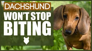 How To Stop Your DACHSHUND BITING