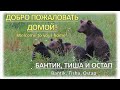 БАНТИК, ТИША И ОСТАП – НАВСТРЕЧУ СВОБОДЕ! / BANTIK, TISHA AND OSTAP RETURNED TO THE NATIVE FORESTS!