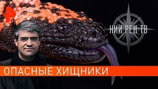 Опасные животные. НИИ РЕН ТВ (21.11.2019). Опасные животные. НИИ РЕН ТВ (21.11.2019).