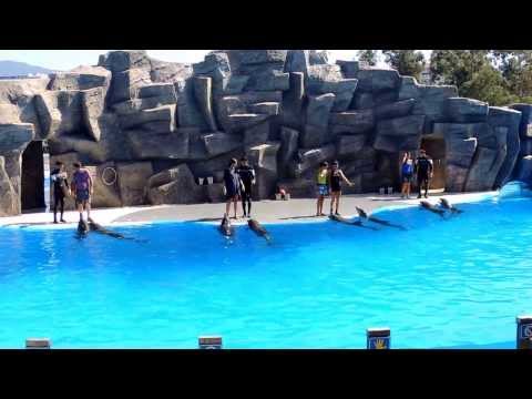 საოცარი შოუ ბათუმის დელფინარიუმში / An amazing show in Batumi Dolphinarium