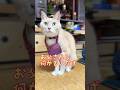 【猫和尚】チュール頂戴と言いたいの #猫のいる暮らし #cat #猫動画