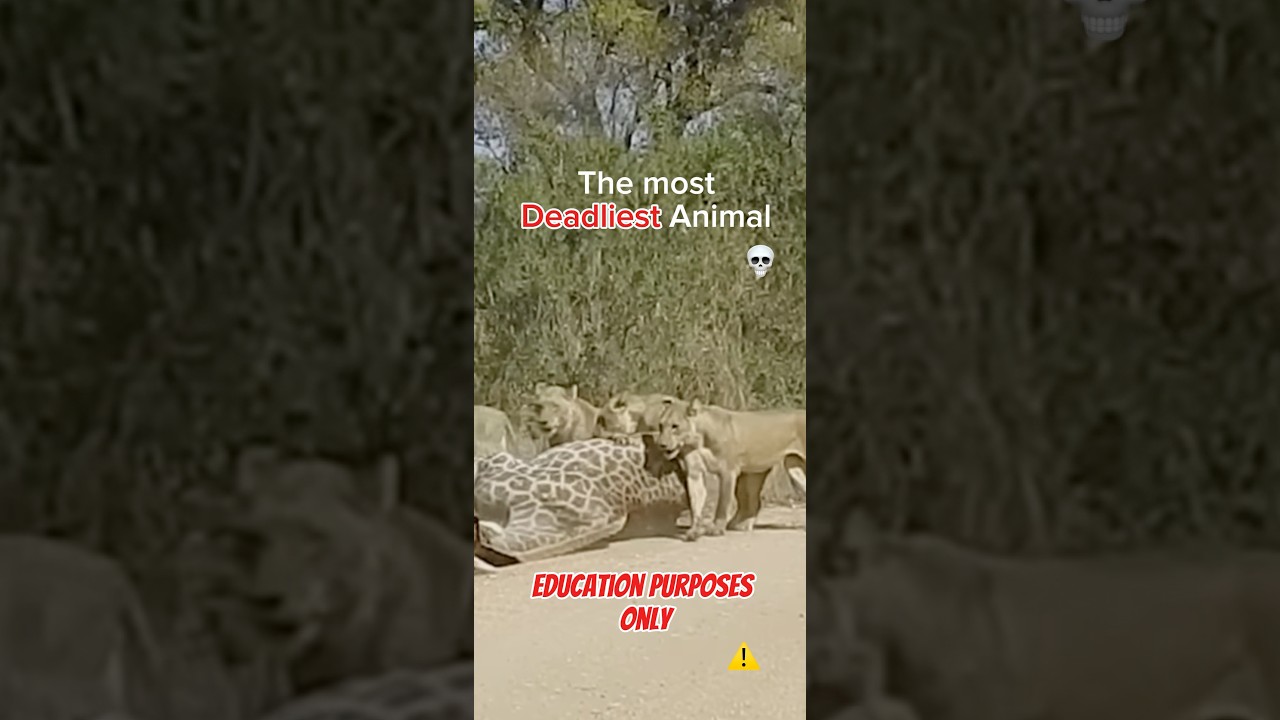 The most Deadliest Animal’s 💀