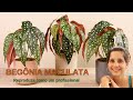 Como reproduzir BEGONIA MACULATA - Propagar (reprodução na água)