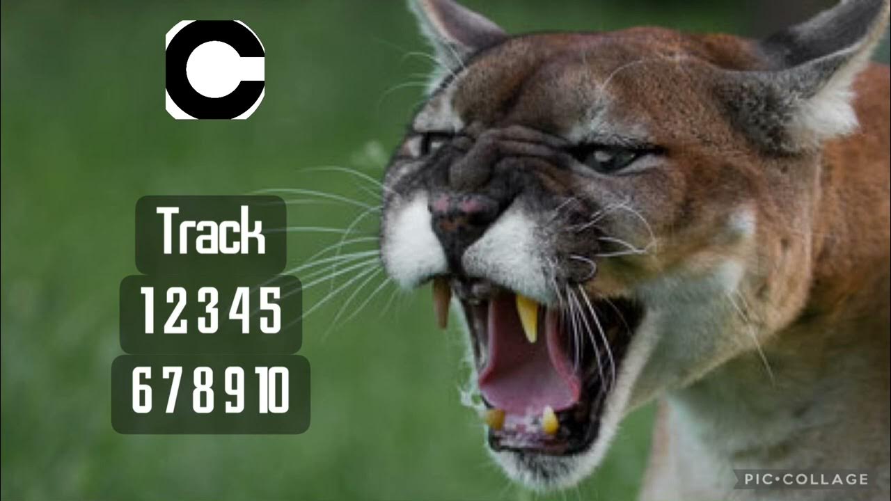 Cougar Roar Sound Effect No Copyright I Cougar Sounds I Cougar Growling