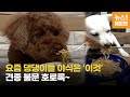 안 보면 후회하는 강아지들 라면 먹방 모음집 | puppy