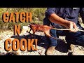 Desert Survival: Catch And Cook Packrat! -Junkyard Fox