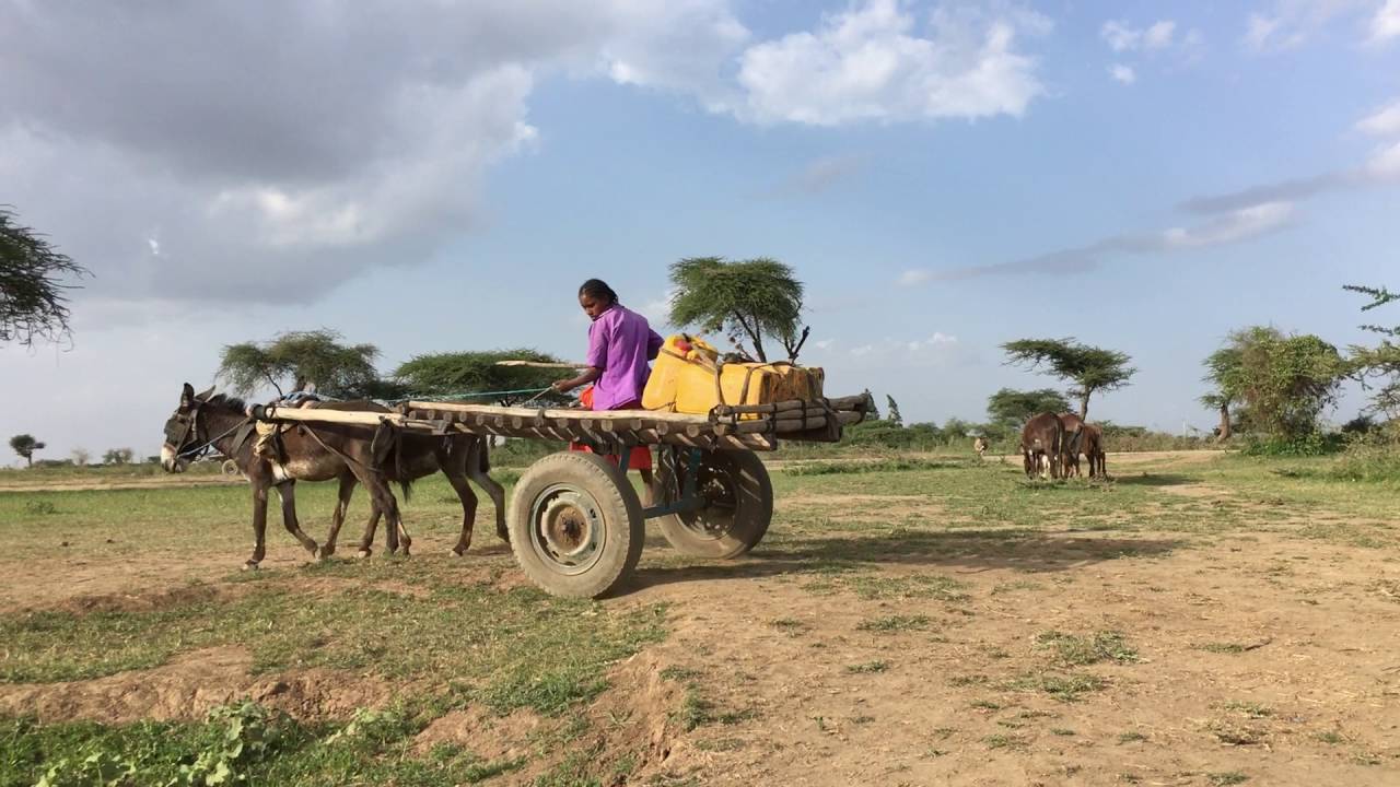 Schenken mit Sinn - Esel in Äthiopien