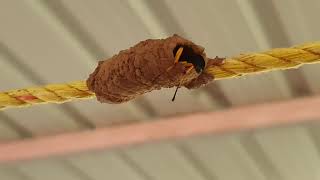 Mud Potter Nesting Wasp - Wonders of Nature