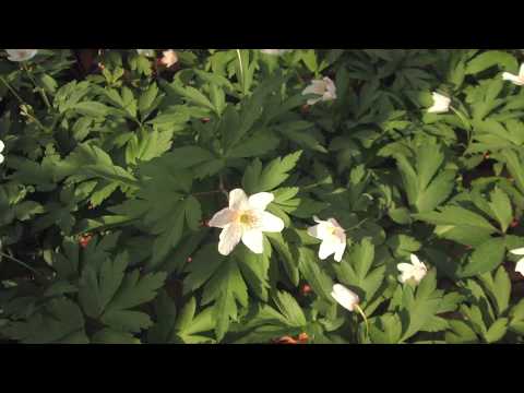 windflower