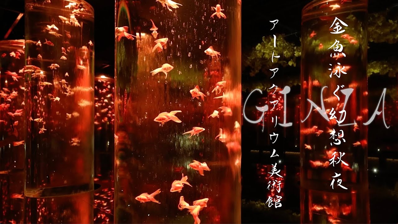 Image showcasing Art Aquarium Museum GINZA goldfish swimfantasy autumn night - YouTube