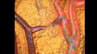 Panakea The Lipofirm PLUS US