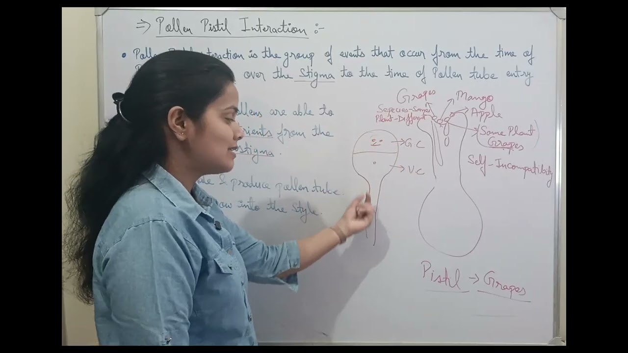 Double Fertilization 