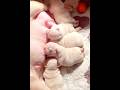 Adorable newborn puppies bulldog #puppy #pistenbully #nursing #breastfeeding #frenchbulldog #bulldog