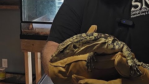 How to tame your Asian water monitor part 3