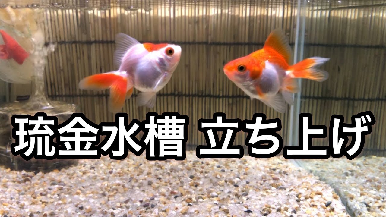 琉金 リュウキン ってどんな金魚 特徴や飼い方について 本日も金魚日和