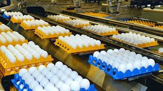 Egg recall raises concerns over food security