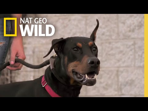 A Doberman Learns to Socialize  | Dog: Impossible