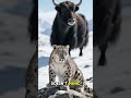 #PredatorThatWalksAway#SnowLeopard#Yak