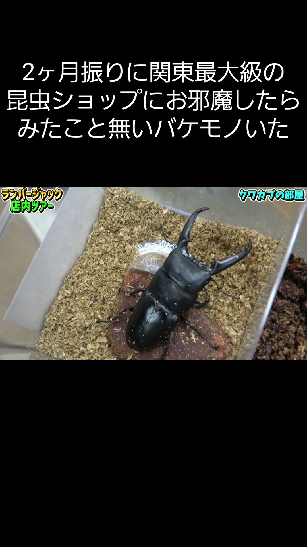 I visited the largest insect shop in the Kanto region for the