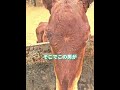 水が飲めない子馬を助けた男性 🥹🐴のサムネイル