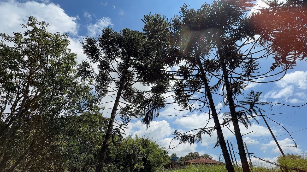 Chácara Araucária de 1.450 mts a 1.2 km da Fernão Dias | Escritura | R$175 mil | Cambui MG