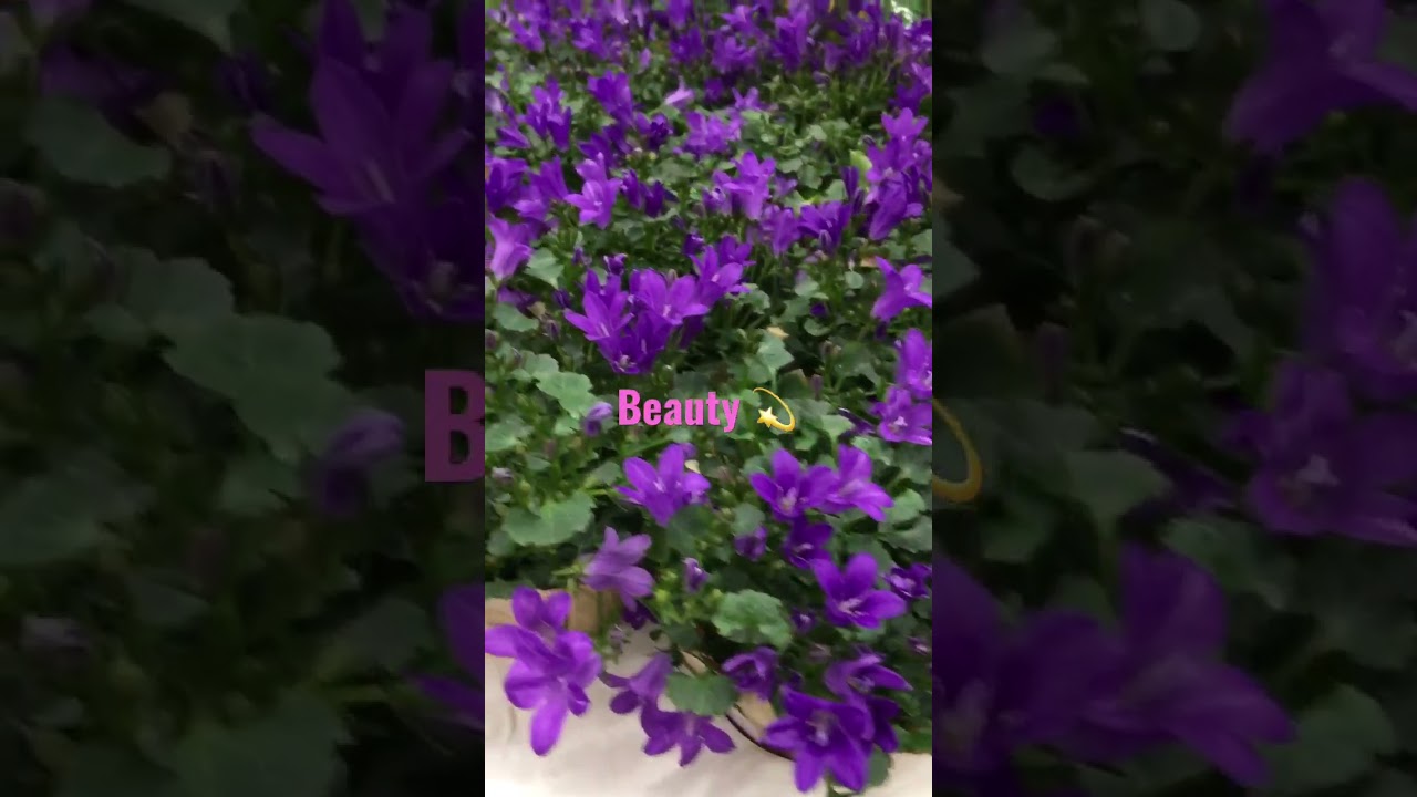 Beautiful purple flowers at canadian tire toronto canada 