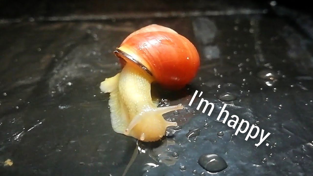 Happy SNAIL drinking water. YouTube