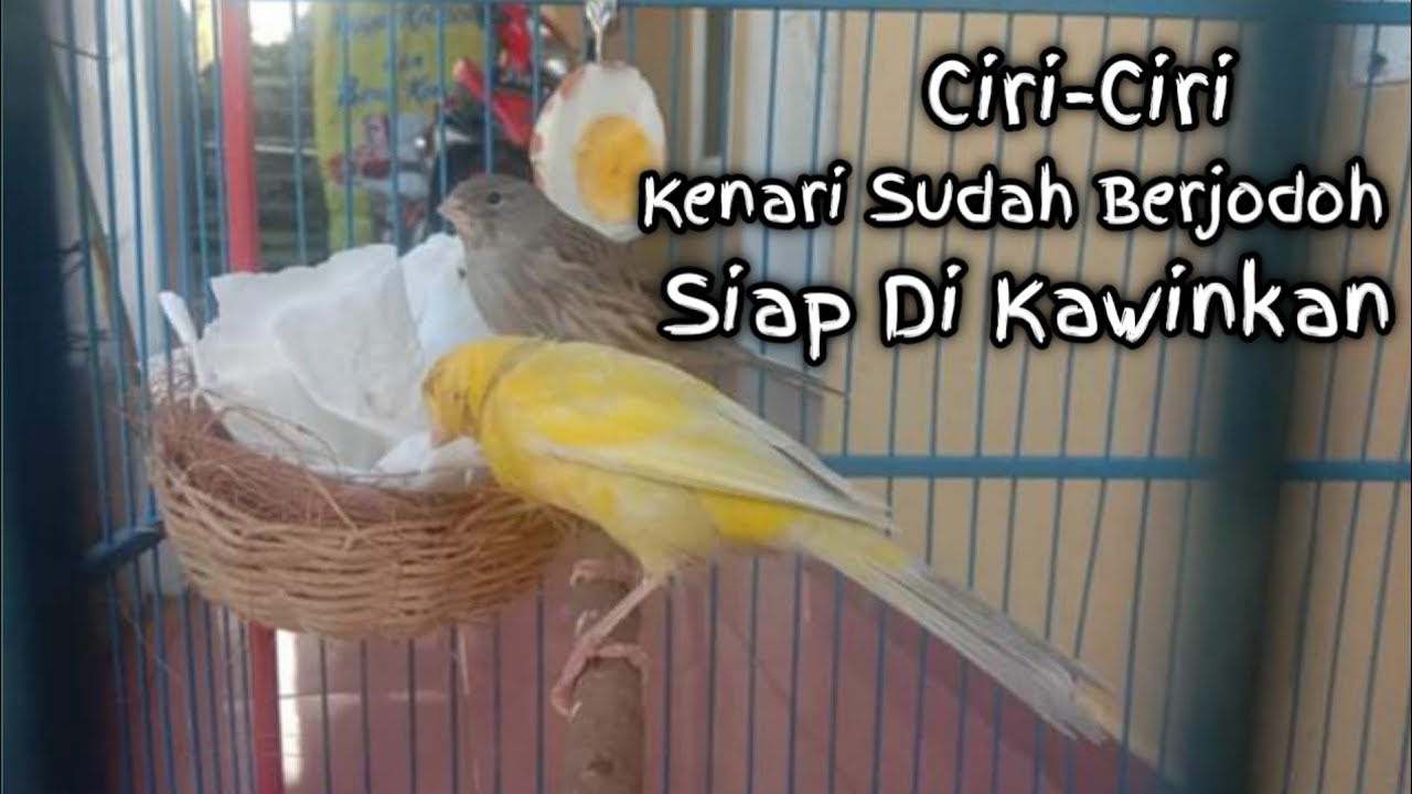 ciri ciri Kenari jantan sudah birahi dan berjodoh siap di