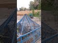 مُشکی تیتر کی مستیاں #viralvideo #animals #villagegoat #farmhouse #goat #goatvlog #ruralhouse