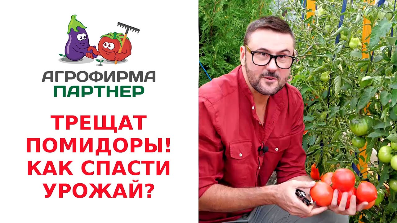 Засуха пшеница. Сельское хозяйство чувашии. Спасти урожай. Плантация хлопка. Спасти урожай.
