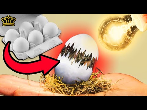 Vidéo: Emplacement Des œufs De Croisement D'animaux: Comment Obtenir Un œuf De Terre, Un œuf De Feuille, Un œuf De Ciel, Un œuf De Pierre, Un œuf D'eau Et Un œuf De Bois Dans New Horizons
