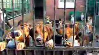 Old English Hounds on their yard. by followhounds 15,638 views 15 years ago 20 seconds