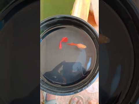 தக்காளி #guppy #guppyfish #aquarium #aquarius