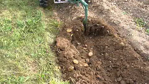 P1040431  tz4 k 14 vyoravanie zemiakov