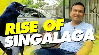 RISE OF SINGALAGA‼️ Dagelijkse verzorging voor Kacer SINGALAGA in de handen van AGUS WINARKO Jombang
