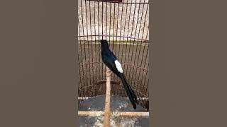 Variasi Tembakan murai batu by oxibird sragen