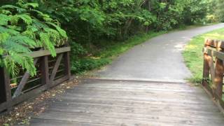 Morgan Creek and Fan Branch Greenways: Sights and Sounds May 2016
