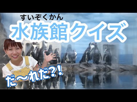 水族館の生き物クイズ 新江ノ島水族館の仲間たち 赤ちゃん 幼児向け知育動画 Youtube