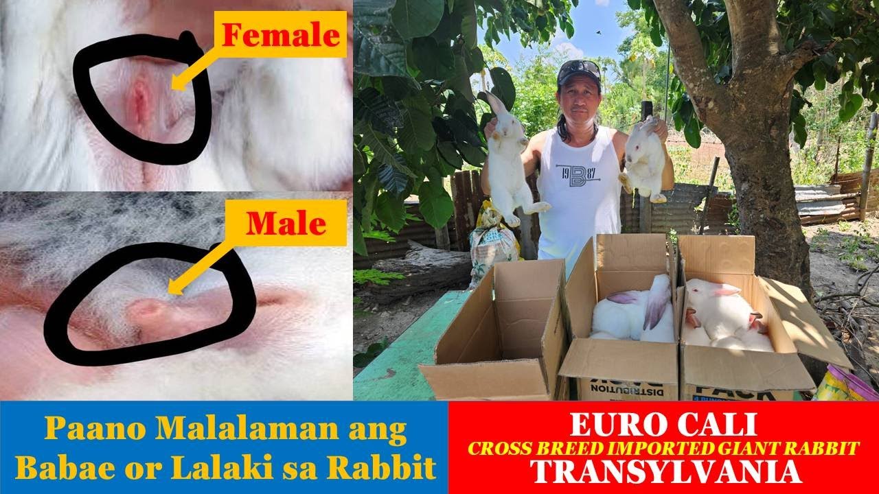 Zion Rabbit Paano malalaman ang Lalaki at Babae sa Rabbit | Line from ZION Rabbitry ...