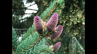 Épicéa commun 'Picea abies' Sapinette Faux sapin en pollen il fait le plein.